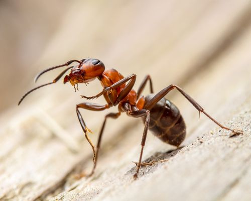 hormigas chinches