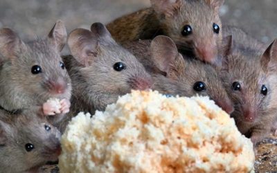 Consejos para evitar roedores en tu hogar