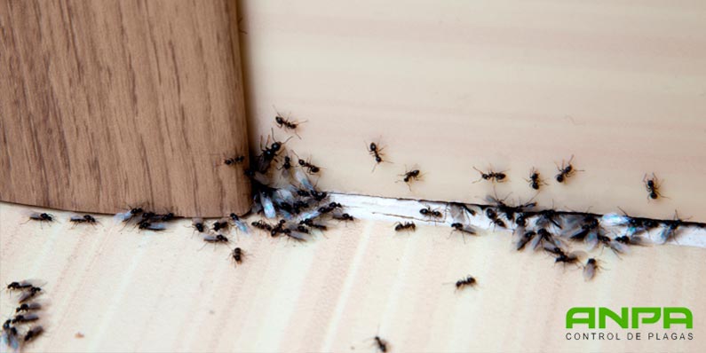 consejos evitar hormigas hogar