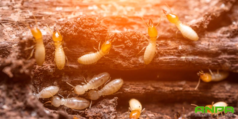 plagas de la madera: termitas y hongos